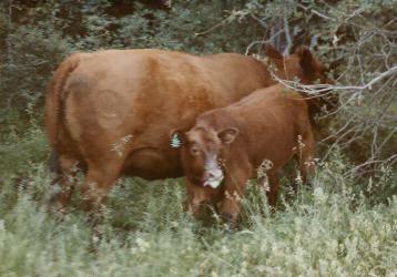 Cow and calf