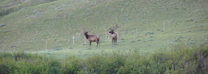 Elk