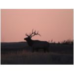 Elk sunset