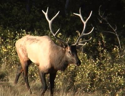 Elk