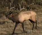 elk