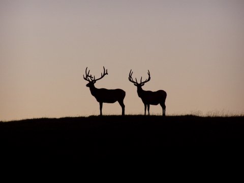 Elk on Hill