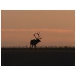 elk sunset