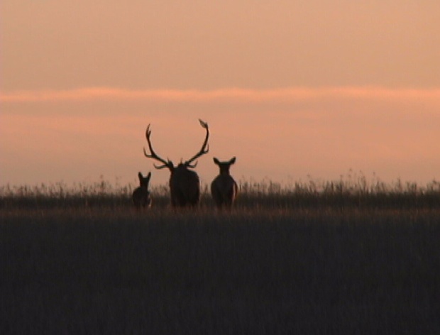 Elk