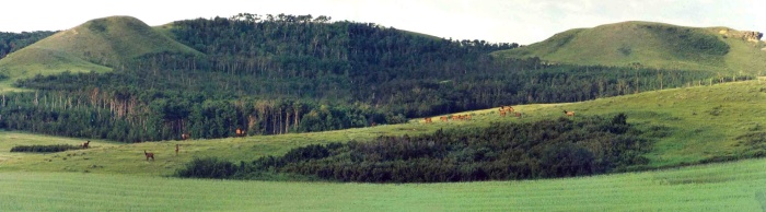 Panoramic of ranch with elk